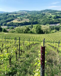 Vigneti di Les Aricoques a Frangy, Francia.