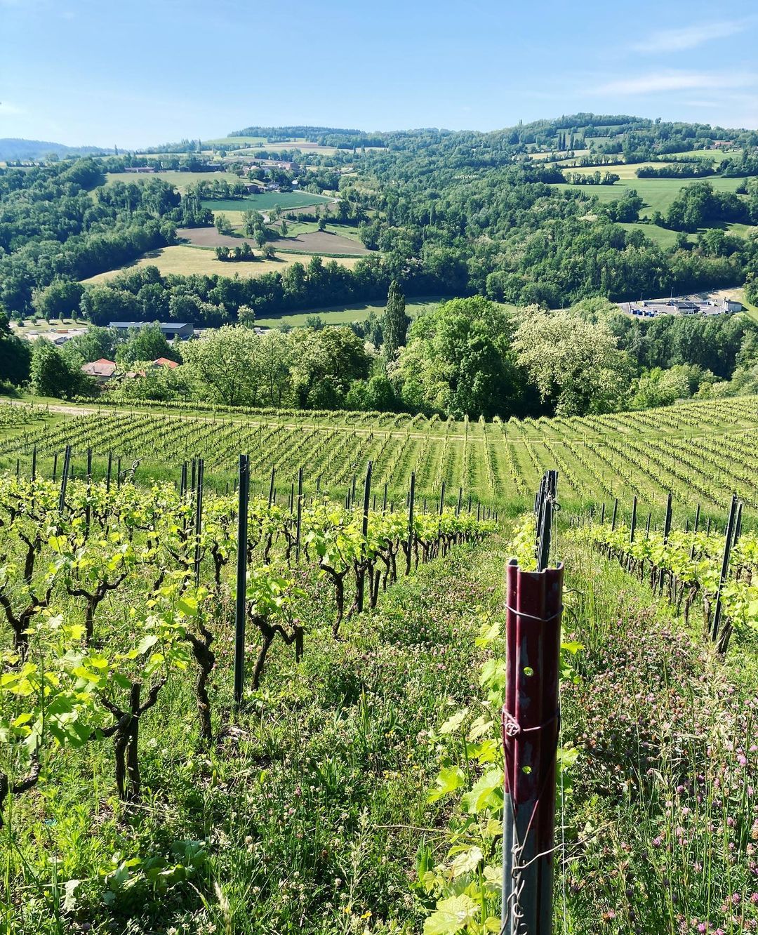 Vigneti di Les Aricoques a Frangy, Francia.