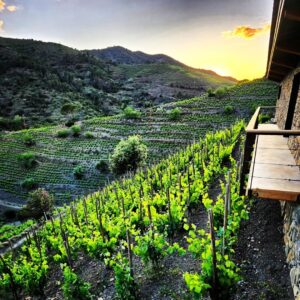 Vigneti del Priorat in Tarragona, Spagna.