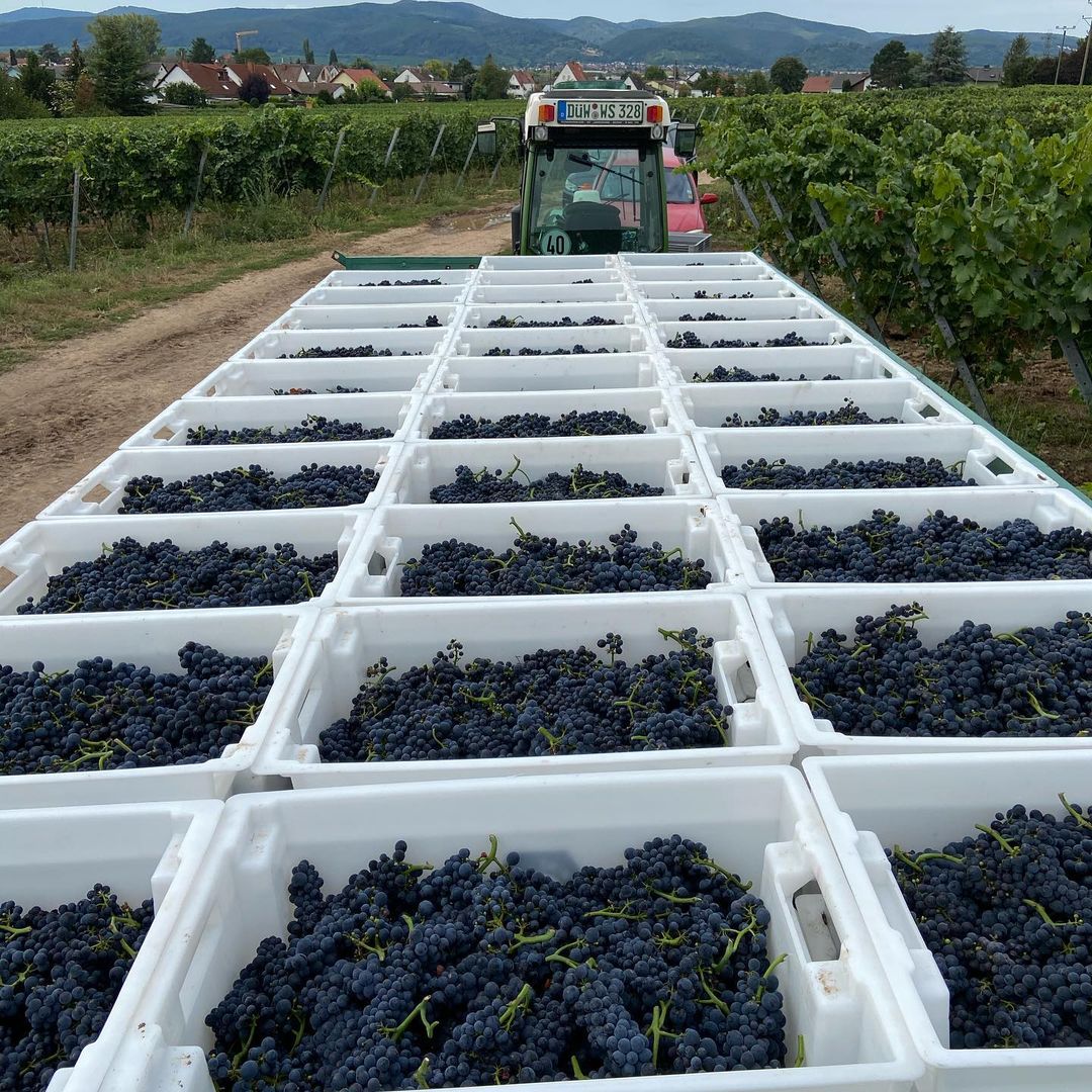 Raccolta dell'uva nei vigneti di Weingut Scheuermann nel Palatinato in Germania.