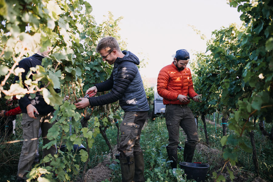 Weingut Scheuermann durante la vendemmia.