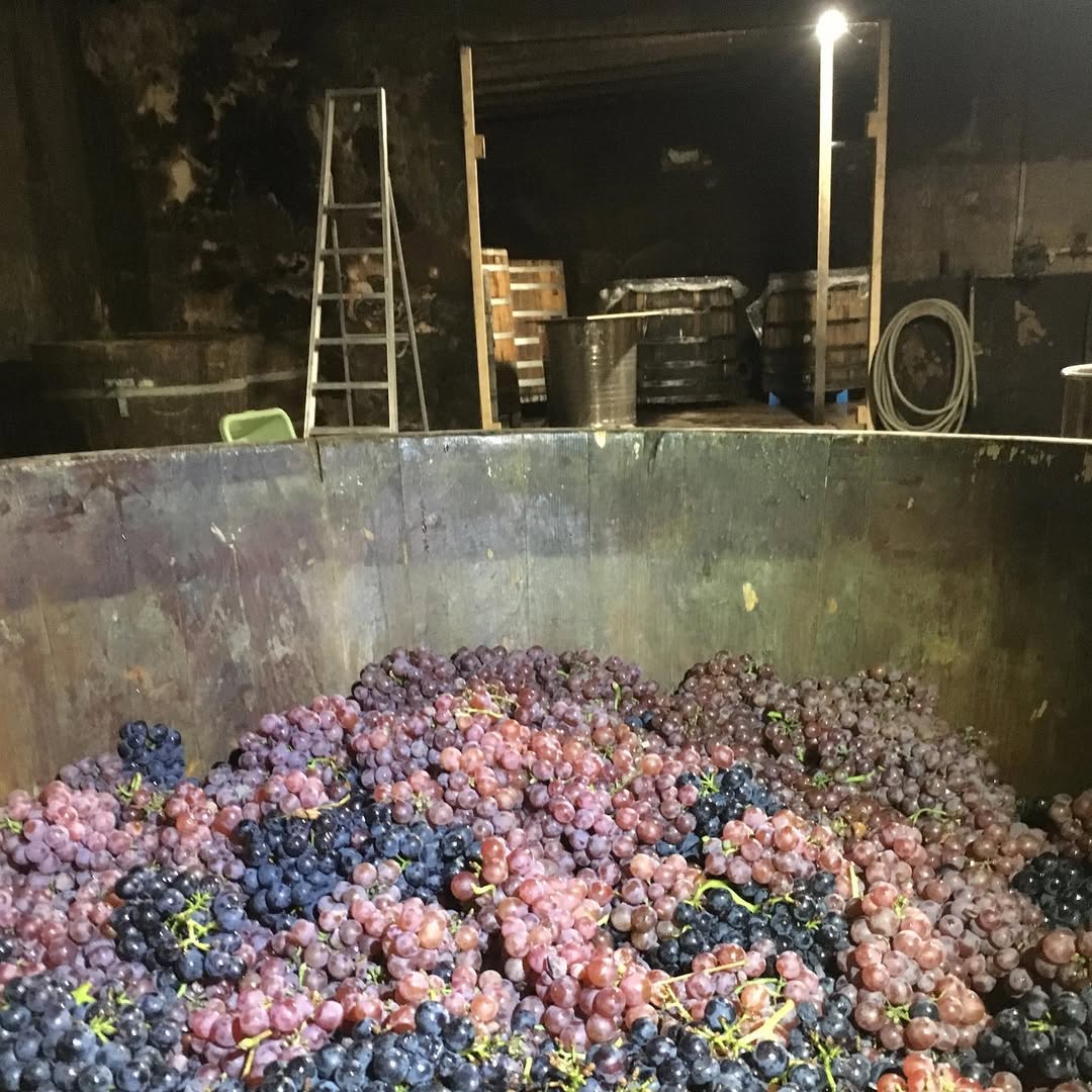 Bunches of grapes harvested during the grape harvest by Bastian Wolber.