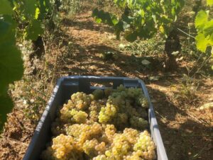 Grapes picked during the harvest in Volnay by Bastian Wolber.