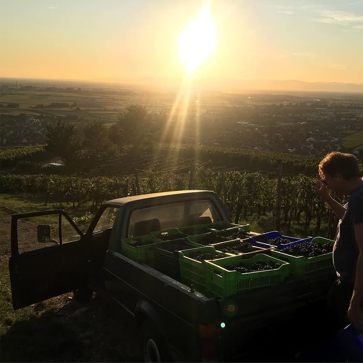 Bastian Wolber transports grapes during the grape harvest in Volnay.