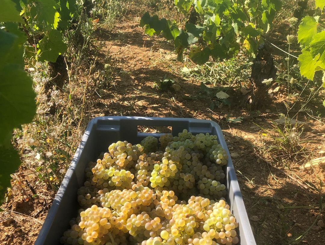 Grapes picked during the harvest in Volnay by Bastian Wolber.
