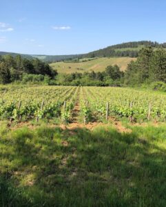 Bastian Wolber's vineyard in Volnay.