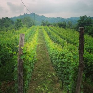 The vineyard of Marco Pezzuto in the Roero, Piedmont.