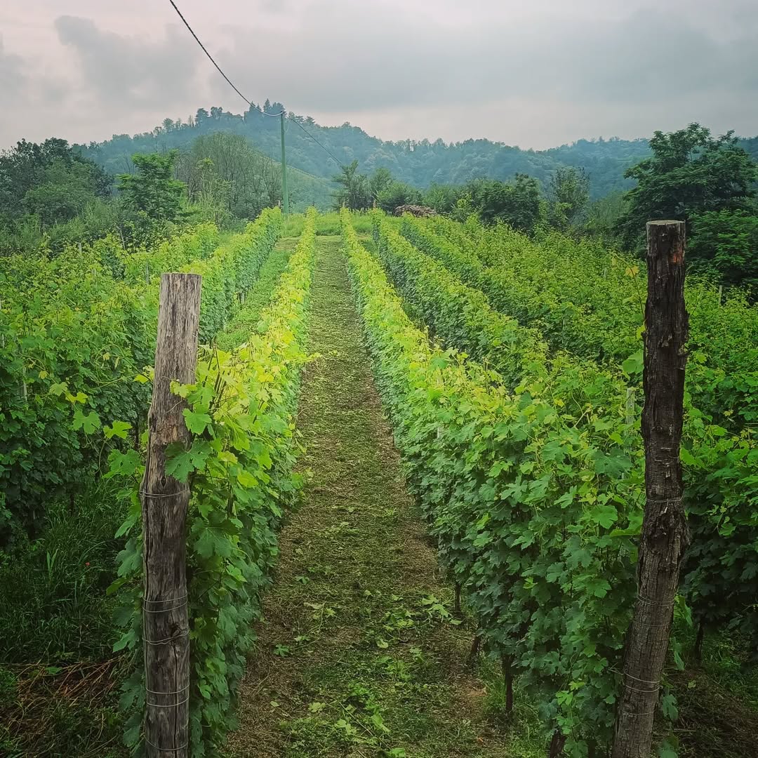 The vineyard of Marco Pezzuto in the Roero, Piedmont.